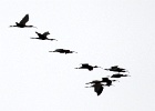 Zwarte ibis   C.Martijn